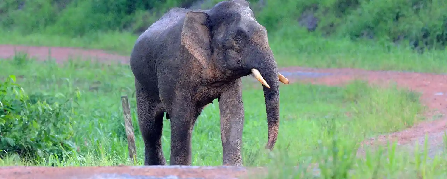 Malaysia The Jungles of Borneo-1